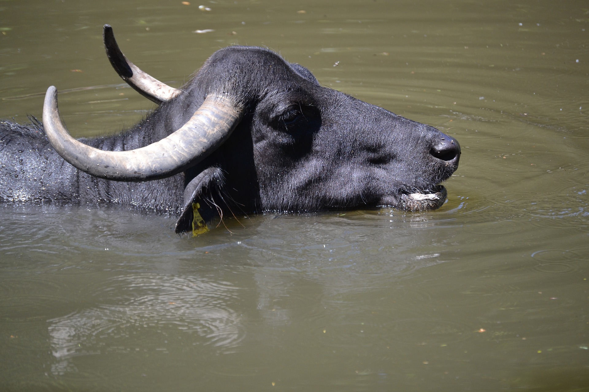 water buffalo 824769 1920